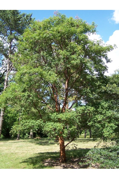 Декоративний клен сірий у ландшафтному дизайні